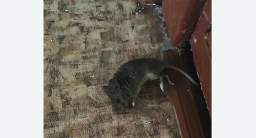 Дезинфекция от мышей в Новомосковске