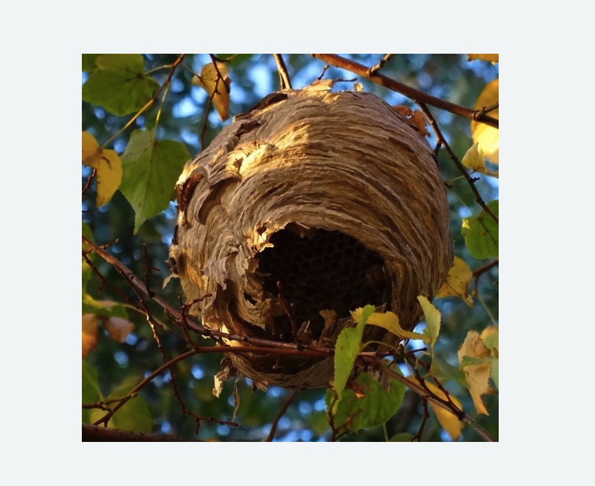 Обработка от шершней в Новомосковске