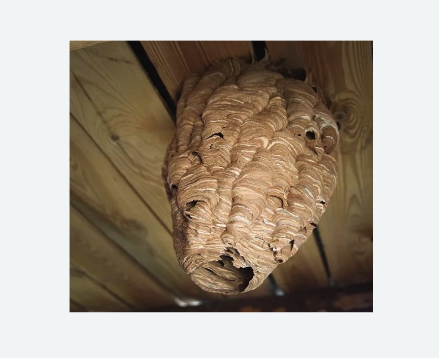 обработка от шершней в Новомосковске