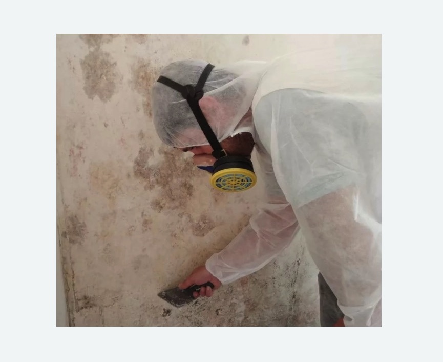 Обработка стен от плесени в Новомосковске