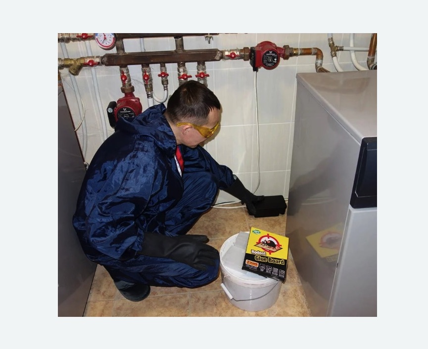 Уничтожение крыс в Новомосковске