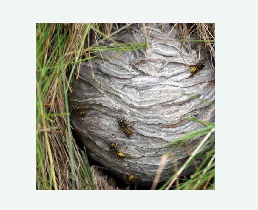 Уничтожение ос и ульев в Новомосковске